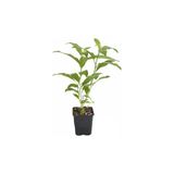 Cestrum Nocturm Kolonya Çiçeği Gece Yasemini Melisa Çiçeği Fidanı