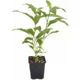 Cestrum Nocturnum Kokulu Melisa Çiçeği (Kolonya Çiçeği) 10-20 Cm