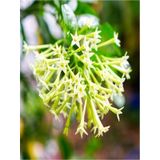 Cestrum Nocturnum Kolonya Çiçeği Gece Yasemini Melisa Çiçeği Fidanı