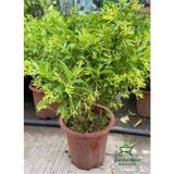 Cestrum Nocturnum Melisa Çiçeği Gece Sefası 30-60 cm