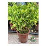 Cestrum Nocturnum Melisa Çiçeği Gece Sefası 30-60Cm