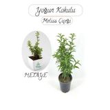 Cestrum Nocturnum Melisa Parfüm Çiçeği 1 Adet Saksılı 30-50Cm