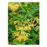 Cestrum Nocturnum Saksıda Melisa Çiçeği 30-60Cm