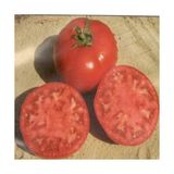 CetKing 986 F1 Hibrit Oturak Domates (10 Tohum)