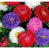 CetKing Aster Kasımpatı (Krizantem) Karışık Renkli - 20 Tohum