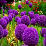 CetKing Dünyam 20 Adet Giant Ball Onion Allium Christophii Huge Hardy Perennial Tohumu