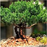 CetKing Dünyam 5 Adet Ardıç Bonsai Tohumu