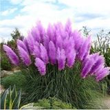 CetKing Dünyam 50 Adet Daisy Garden Purple Pampas Tohumu