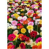 CetKing Dünyam Karışık Renkli Gerbera Çiçeği Tohumu