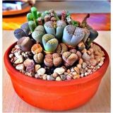 CetKing Dünyam Lithops Taş Çiçek Tohumu- 15 Adet