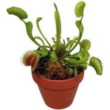 CetKing Dünyam Venus Fly Trap Tohumu 5 Adet Tohum Etçil Bitki Etobur Bitki Sinek Kapan
