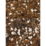 CetKing Lıght Mıx Ithal Sphangum Torfu Cocopeat Perlit Özel Karışım Saksı Harcı Çiçek ve Bitki Toprağı 3 Lt
