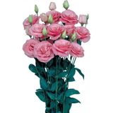 CetKing Lisianthus Çiçeği Tohumu (Katmerli, Bodur) Pembe Renkli - 5 Tohum