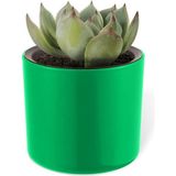 CetKing Mimoza Saksı Küçük Boy Plastik Kaktüs Sukulent Saksısı (Yeşil, 0.2 Litre)