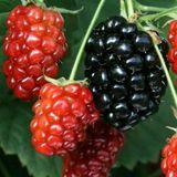 CetKing Naturel Tüplü Iri Meyveli Bol Verimli Cebeci Dikensiz Böğürtlen Fidanı