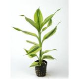 CetKing Sanderiana White Saksı Canlı Bitki