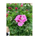 Ceylan Gözü Sardunya Çiçeği Fidanı Lila 10-20 cm