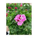 Ceylan Gözü Sardunya Çiçeği Fidanı Pembe 10-20 Cm