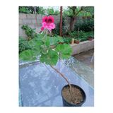 Ceylan Gözü Sardunya Çiçeği Fidanı Pembe Mor 10-20 cm