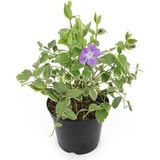 Cezayir Menekşesi 'variegata' (20–40 Cm) Saksıda Alacalı Yapraklı Yer Örtücü
