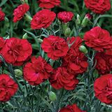 Chabaud Crimson Kırmızı Karanfil Çiçeği Tohumu(70 adet)