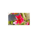Chaenomeles Japon Ayvası Bahar Dalı Fidanı 30-50 Cm