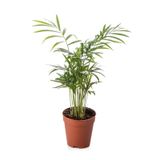 Chamaedorea Elegans / Dağ Palmiyesi