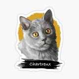 Chartreux Kedi Araba Oto Sticker Etiket Renkli V1