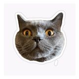 Chartreux Kedi Araba Oto Sticker Etiket Renkli V3