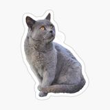 Chartreux Kedi Araba Oto Sticker Etiket Renkli V5