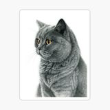 Chartreux Kedi Araba Oto Sticker Etiket Renkli V7