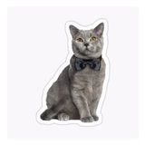 Chartreux Kedi Araba Oto Sticker Etiket Renkli V9