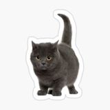Chartreux Kedi Araba Oto Sticker Etiket Renkli V