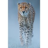 Cheetah Sketchbook | 100 Pages | Drawing Pad