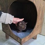 Chiko Kontrplak Kedi Evi Ceviz Renk Suya Dayanıklı Vernikli Ahşap Kedi Kulübesi Retro Ayaklı - Ahşap - Ceviz