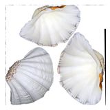 Chına Clam Kiloluk Deniz Kabuğu (1 KG)
