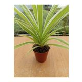 Chlorophtyum Comosun Variegata (Kurdele Çiçeği Dışı Beyaz Içi Yeşil) (5,5 Cm), TYB2LS1NZS8K9LMF35
