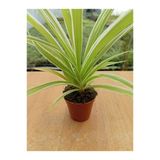 Chlorophtyum Comosun Variegata Kurdele Çiçeği Dışı Beyaz Içi Yeşil