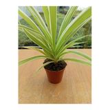 Chlorophtyum Comosun Variegata Kurdele Çiçeği Fidanı 10-20 Cm