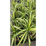 Chlorophytum Comosum Kurdele Çiçeği 1 Adet Saksılı 20-40cm