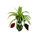 Chlorophytum Comosum Kurdele Çiçeği 10-20 Cm, 340958095438