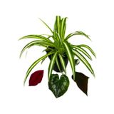 Chlorophytum Comosum Kurdele Çiçeği 25-35 CM