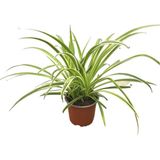 Chlorophytum Comosum 'ocean' (Kurdele Çiçeği)