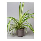 Chlorophytum Comosum Sarı Alacalı Kurdele Çiçeği 30-40Cm, SRD03022025BYB596