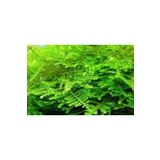 Christmas Moss Cup Canlı Bitki TR-413161