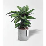 Çiçeek Calathea Beauty