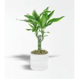 Çiçeek Dracena