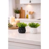 Çiçek 2 li modern saksı ve yeşil bitki şöleni