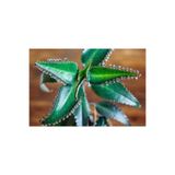 Çiçek Aşkın Gözyaşı Çiçeği Fidesi ( 5 -15 Cm )