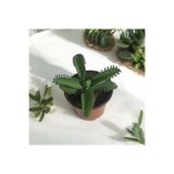 Çiçek Aşkın Gözyaşı Çiçeği - (Kalanchoe Daigremontiana) Saksılı Bitki